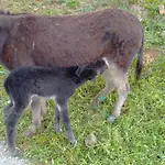 Costalisa * Abionzo